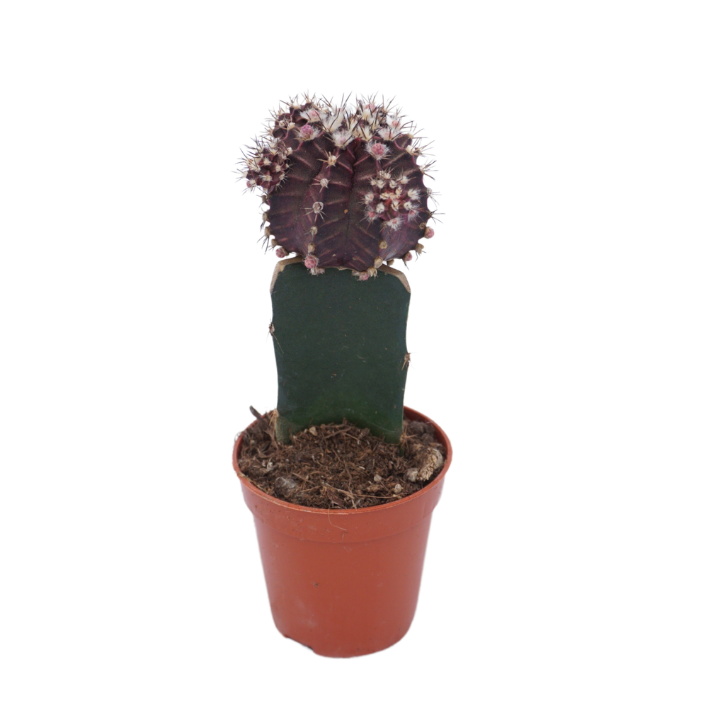 Gymnocalycium geënt zwart 5,5 cm.