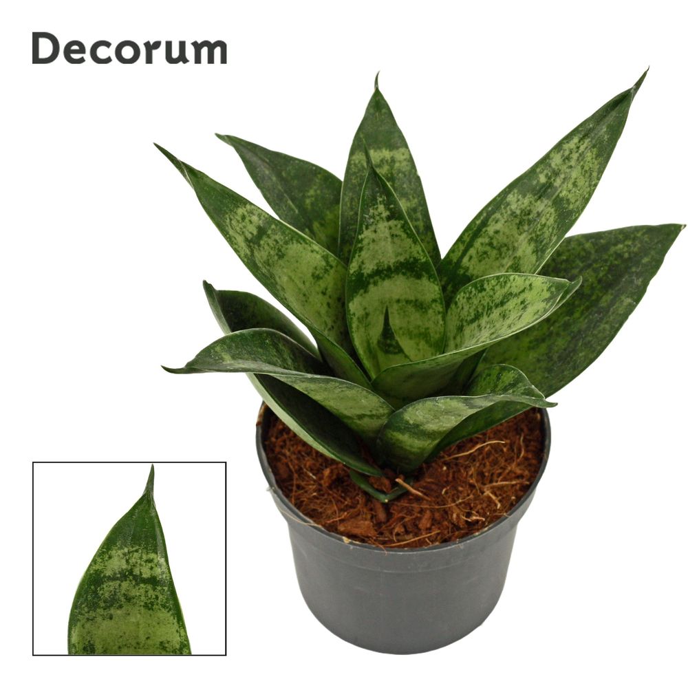 Sansevieria hahnii 9 cm Frozen (Decorum).
