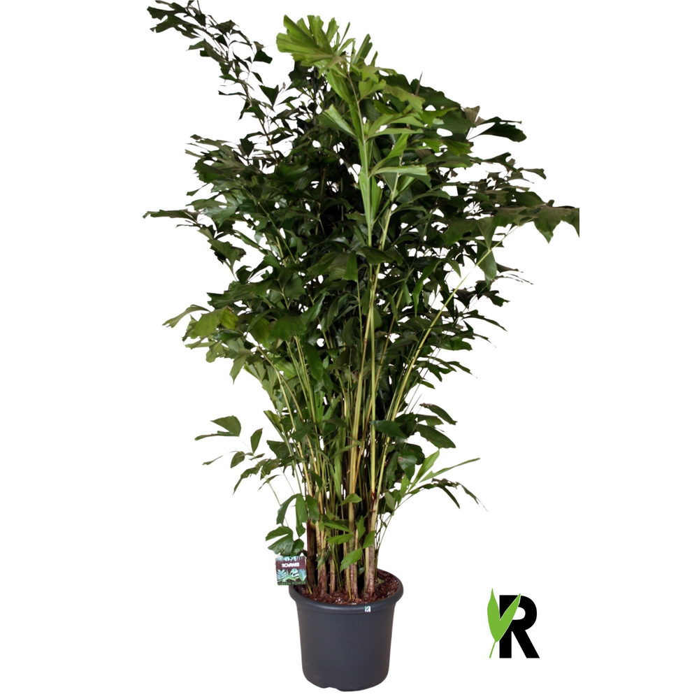 Caryota mitis, extra zwaar.