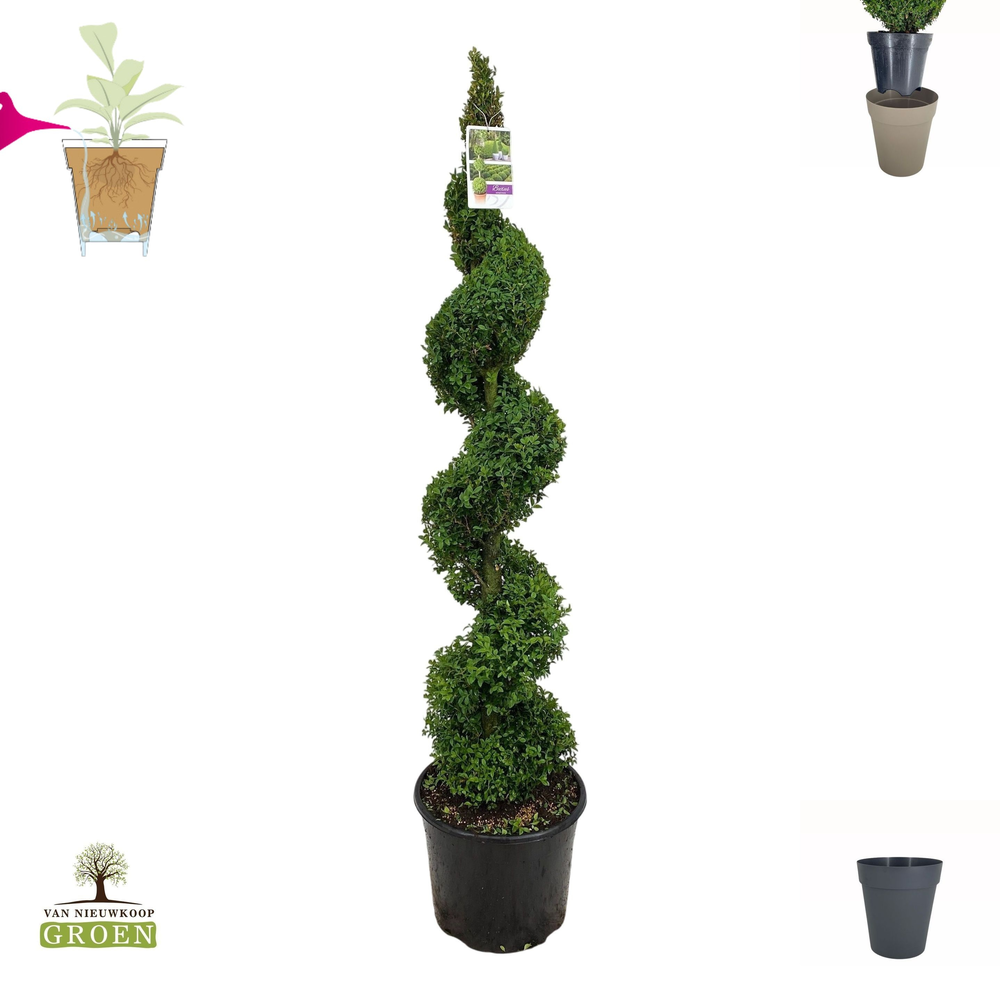 Buxus sempervirens Spiraal 140-160.