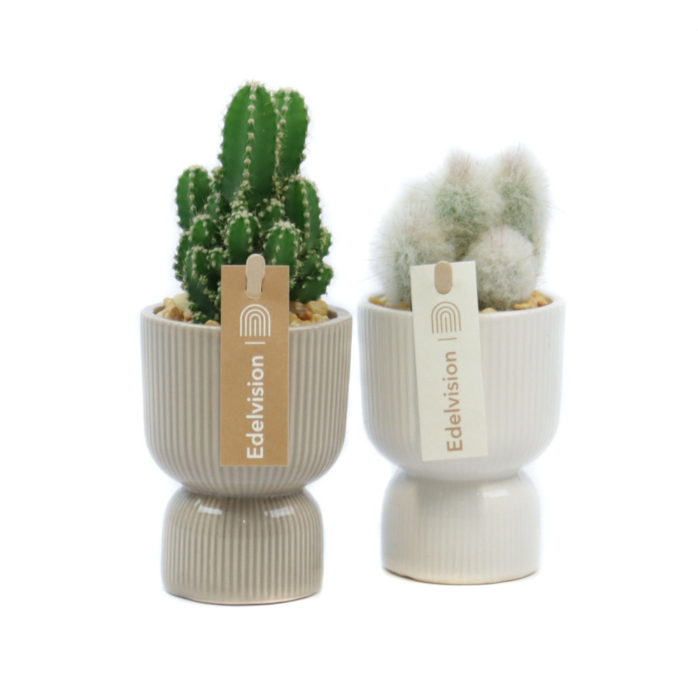 Cactus 5,5 cm in kyoto pot met grind en etiket.