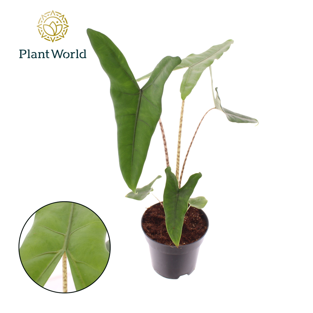 Alocasia Zebrina.