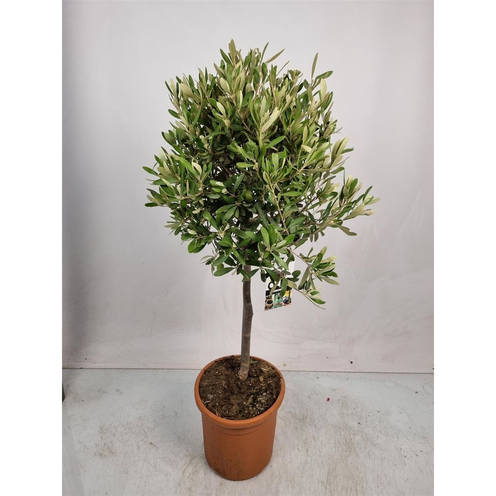 Olea Europaea Stem -1241.