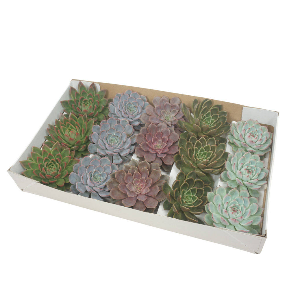 Gesneden Echeveria mix 11-12 cm (Zonder deksel).
