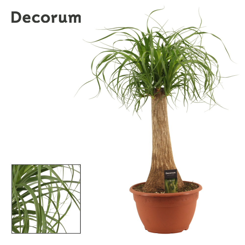 Beaucarnea recht 25 cm schaal.