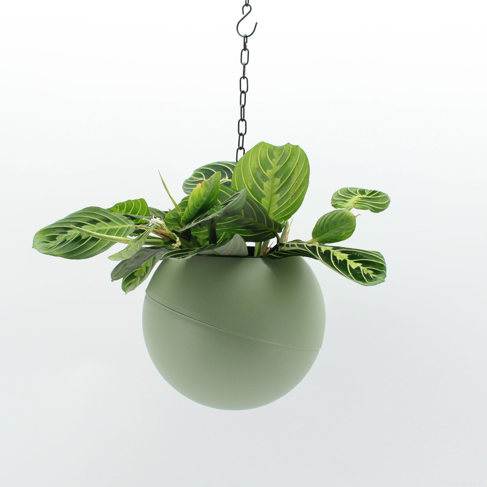 Globee Indoor Marantha 107.