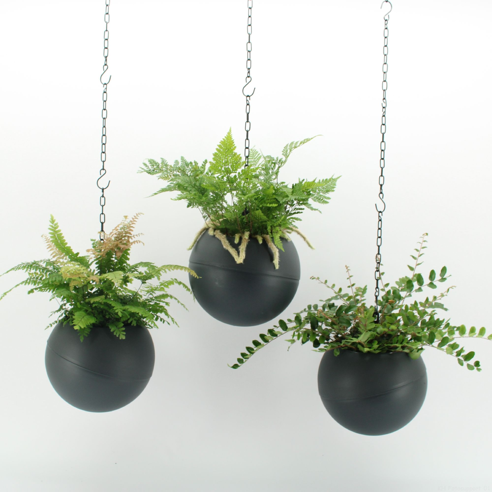 Globee Indoor Fern Mix 120.