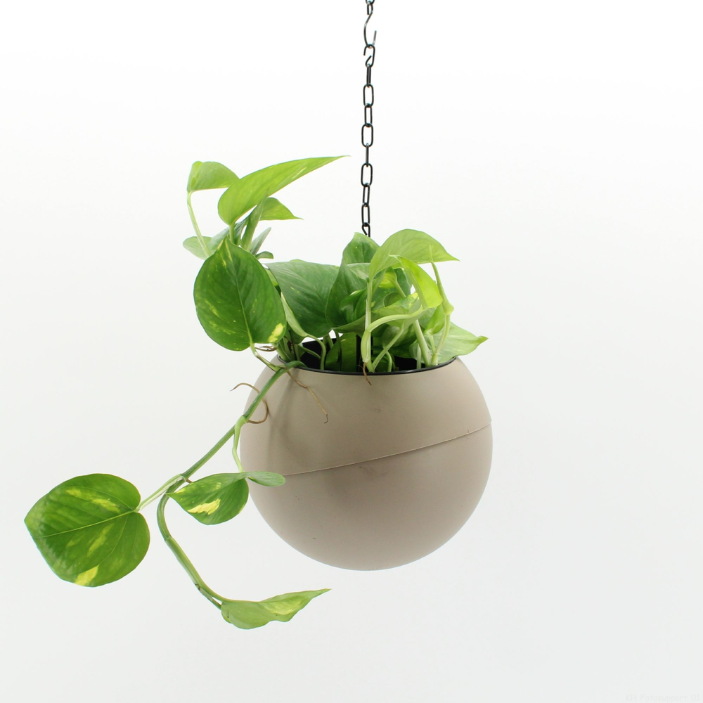 Globee Indoor Epipremnum 102.