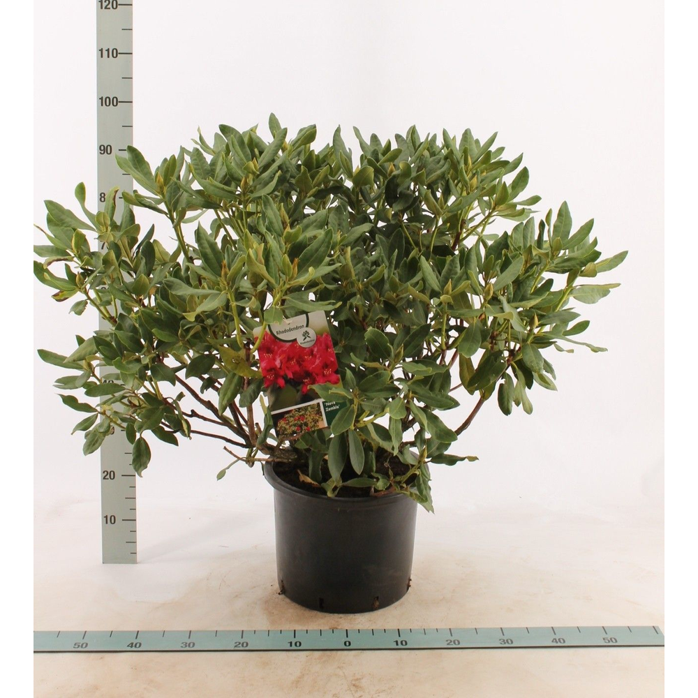 Rhododendron 'Vulcan'.