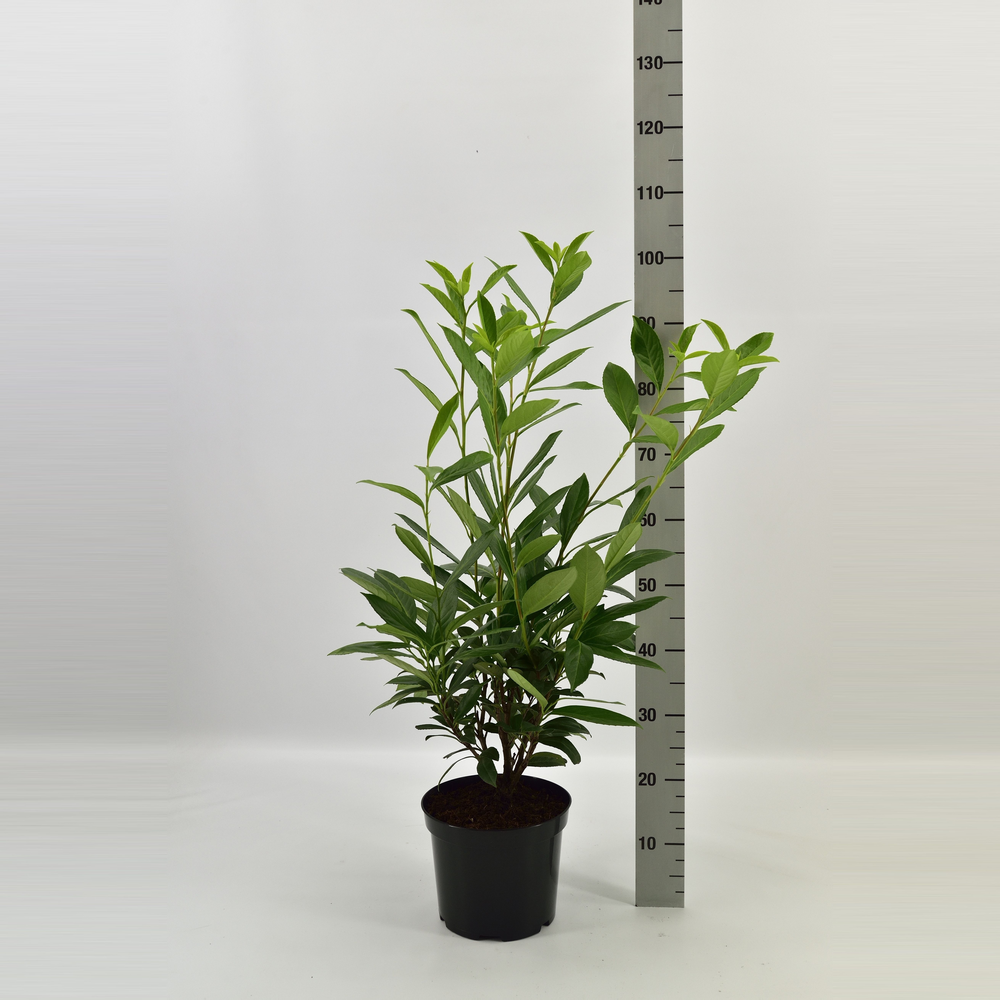 Prunus laurocerasus 'Caucasica'.