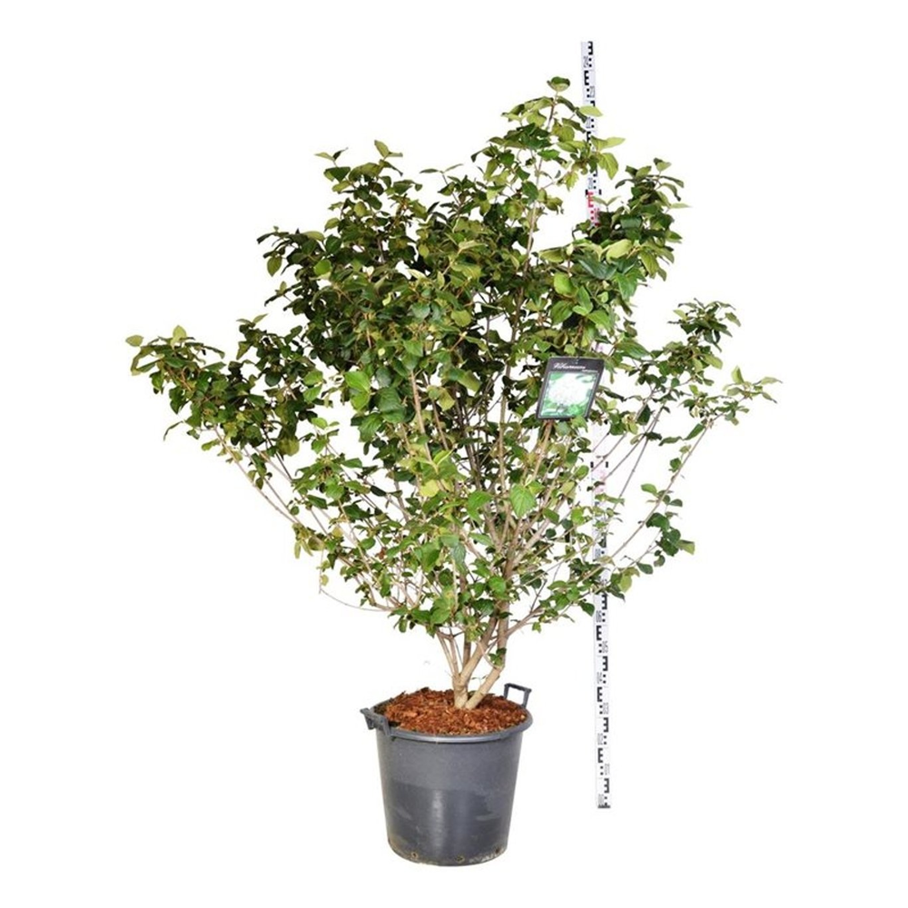 Viburnum carlcephalum.
