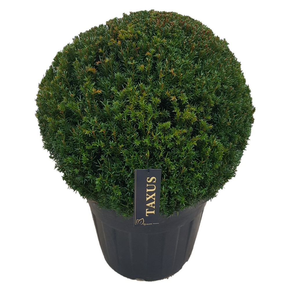 Taxus baccata Bol p65 (z) 80-85 ©.