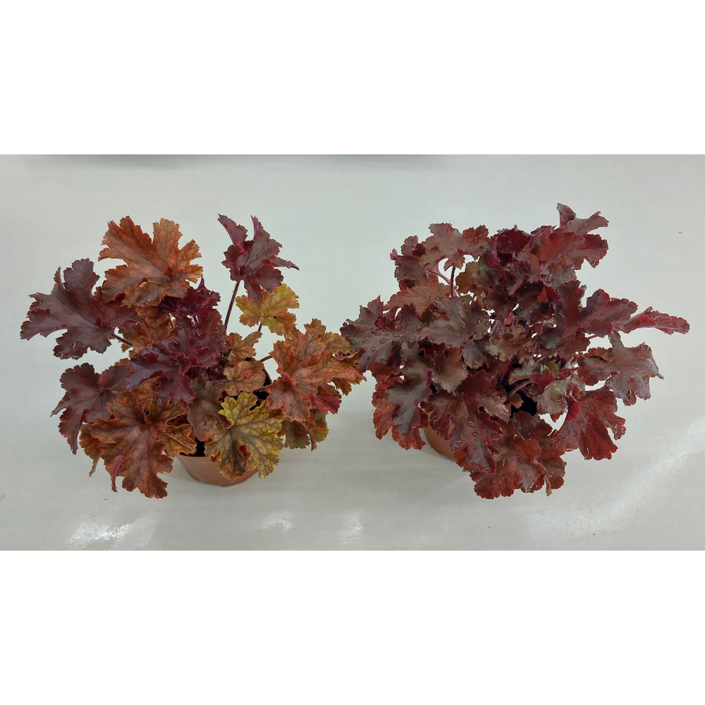 Heuchera Americana Melting Fire P9.