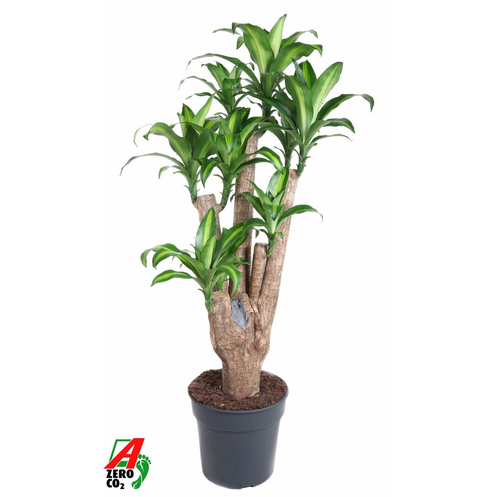 Massangeana vertakt P31 - 3ft.