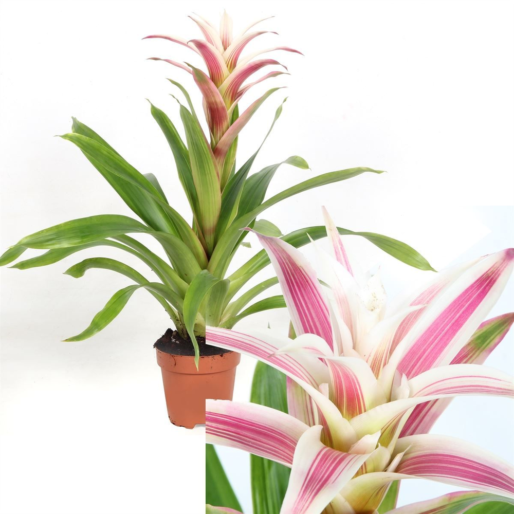 Guzmania Linea Pink.