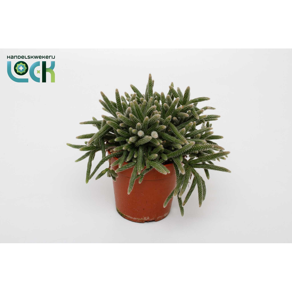 Rhipsalis Baccifera Horrida.