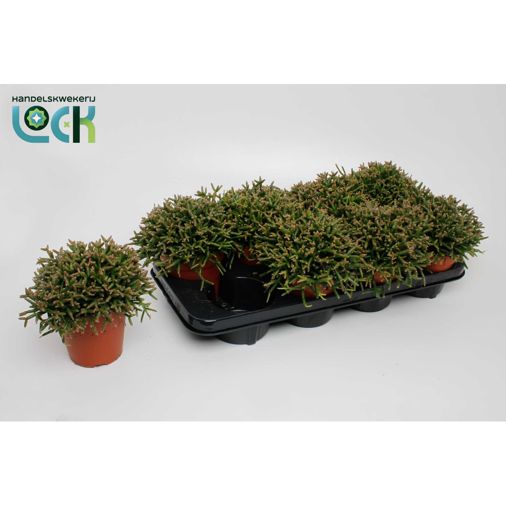 Rhipsalis Burchellii.