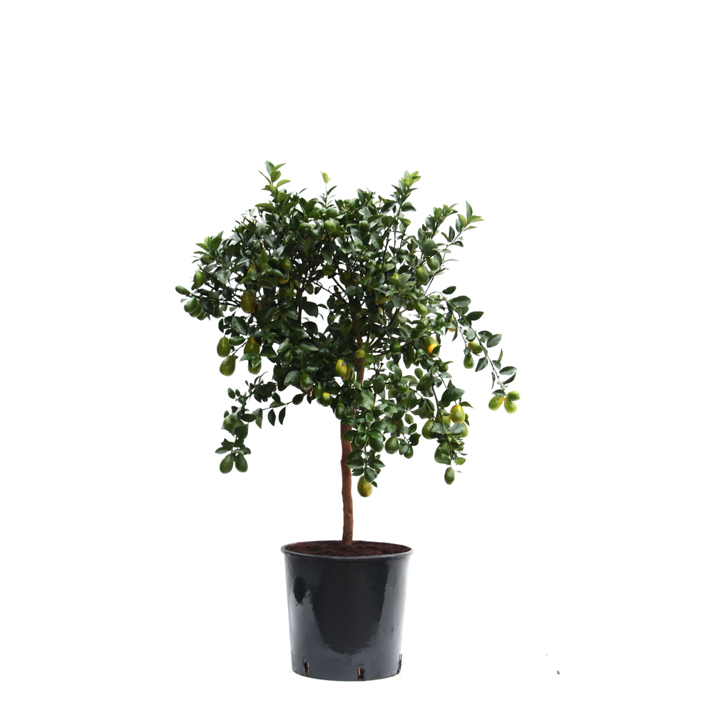 Citrus Kumquat gigante.