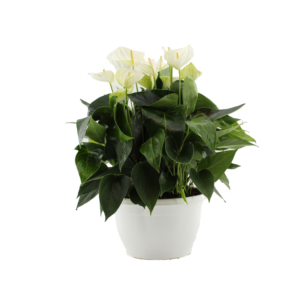 Anthurium Cocos in Marly plastic bowl.