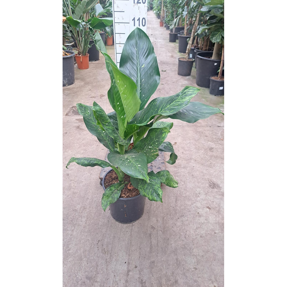 Dieffenbachia 110.