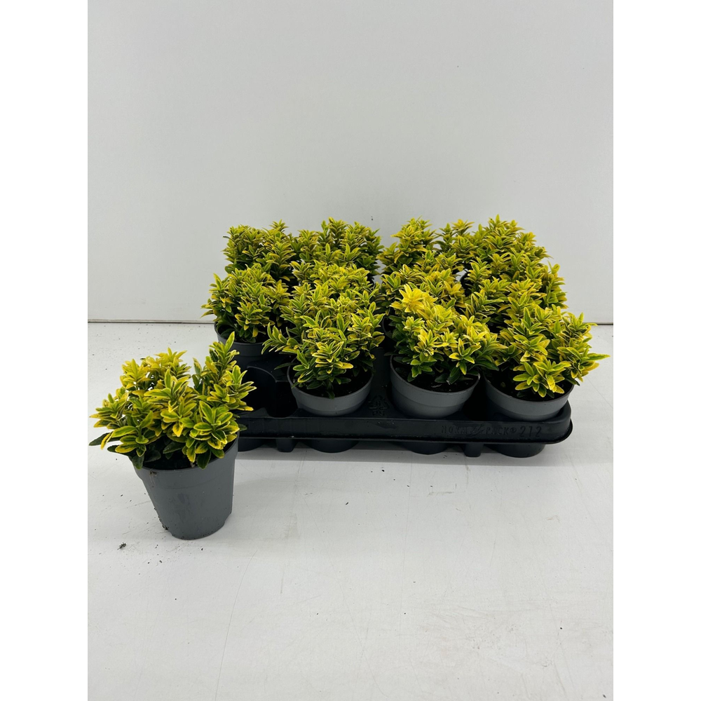 Euonymus Japonicus Microphyllus 'Gold' P9.