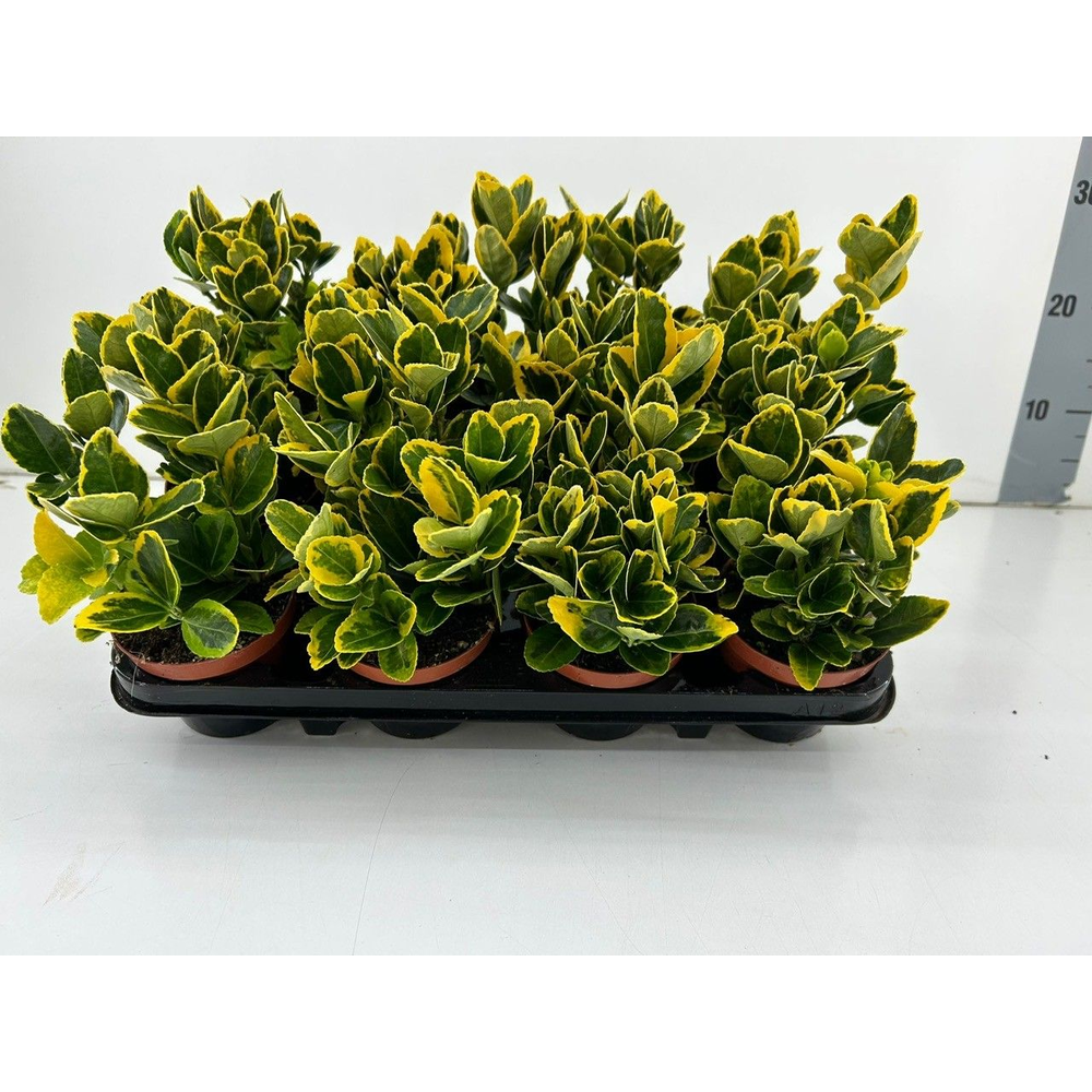 Euonymus Japonicus 'Aureus' P9.