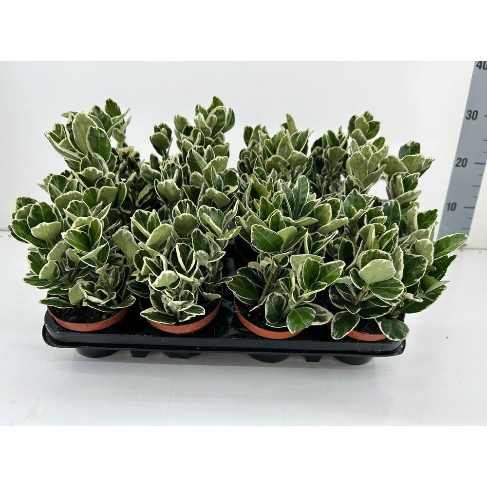 Euonymus Japonicus 'Katy' P9.