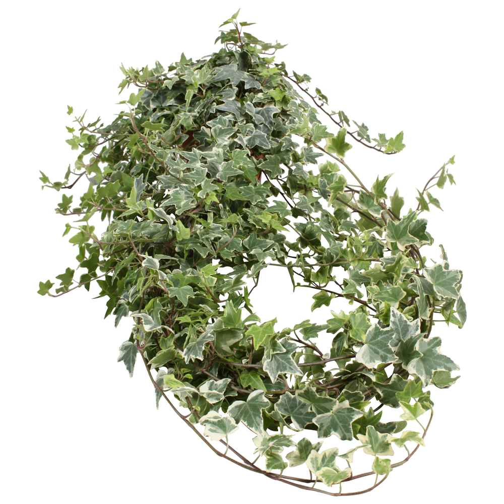 Hedera helix Eva lange plant.