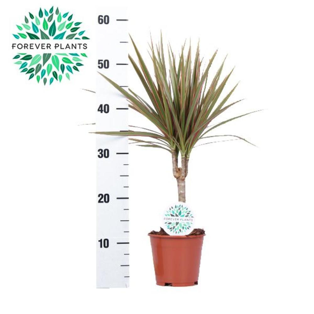 Dracaena Bicolor p14.
