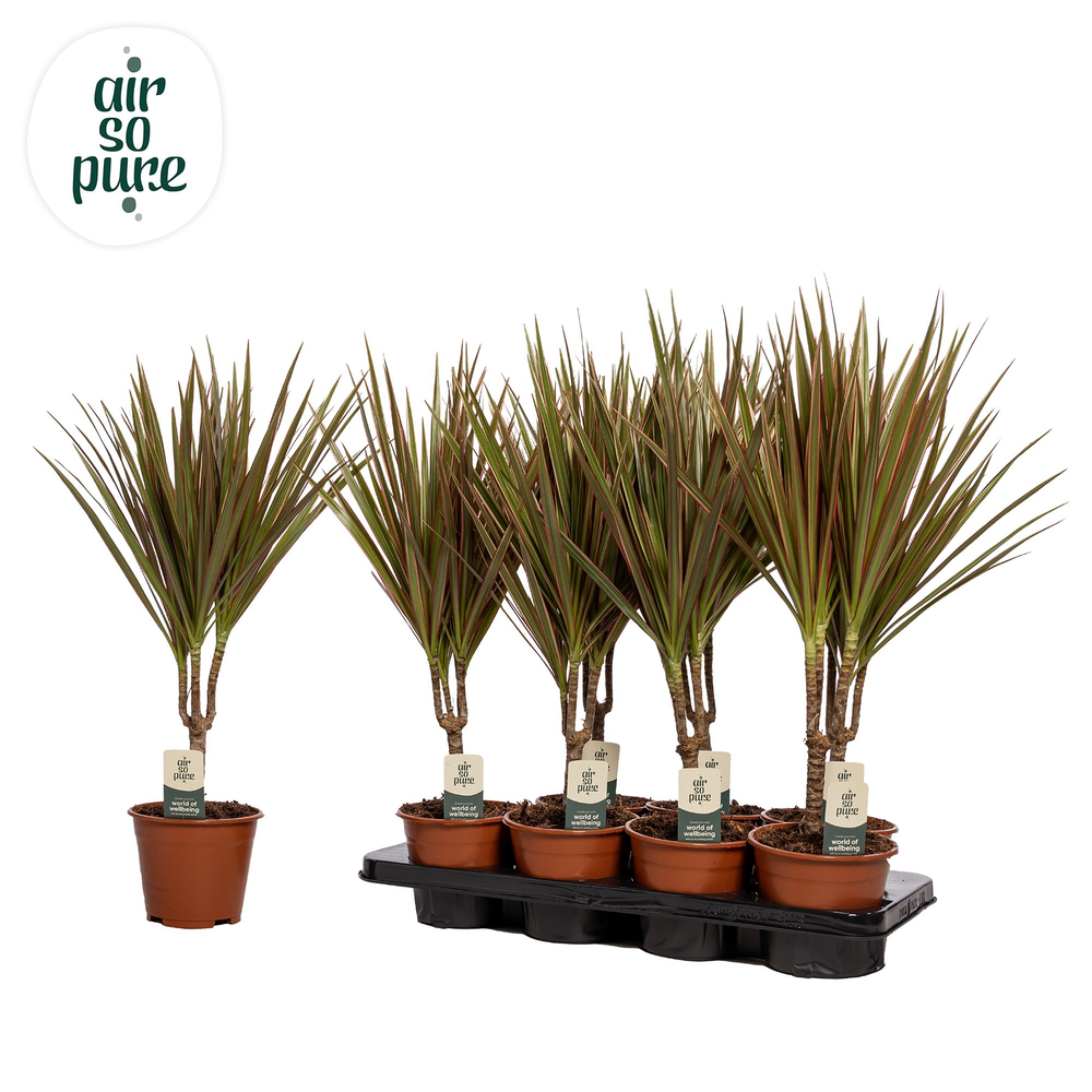 Dracaena Bicolor p14 (Air so Pure).