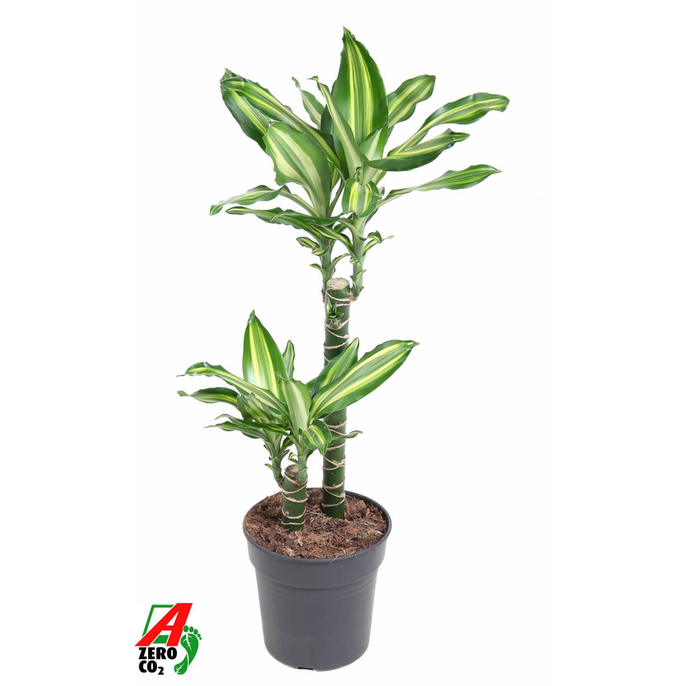 Dracaena Silver Dream 45-15.