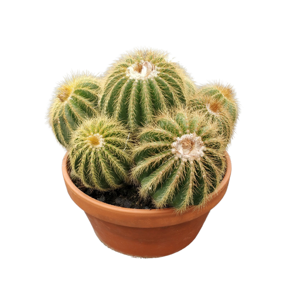 Eriocactus warasii 23 cm.
