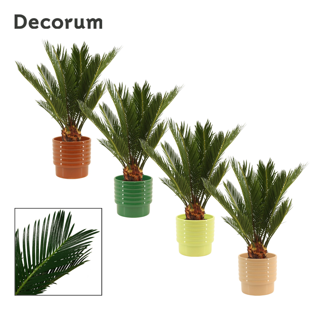 Cycas revoluta 12 cm, 6+ veren in Naemi (Natural b.