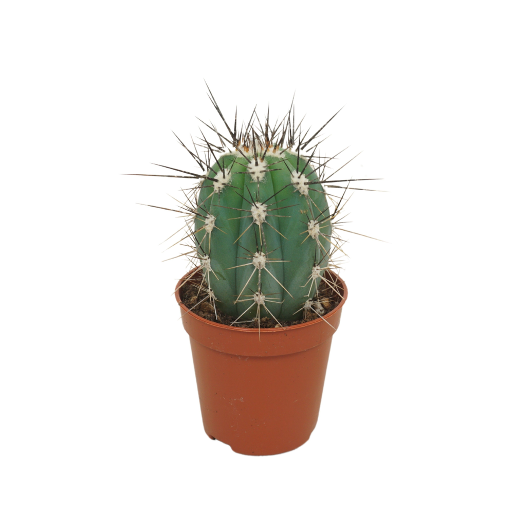 Stetsonia coryne 5,5 cm.