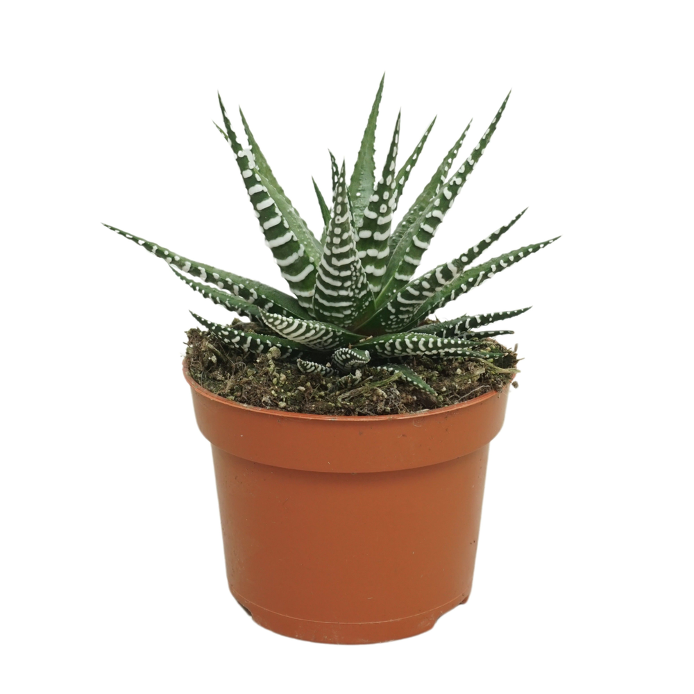 Haworthia fasciata 'big band' 10,5 cm met etiket.