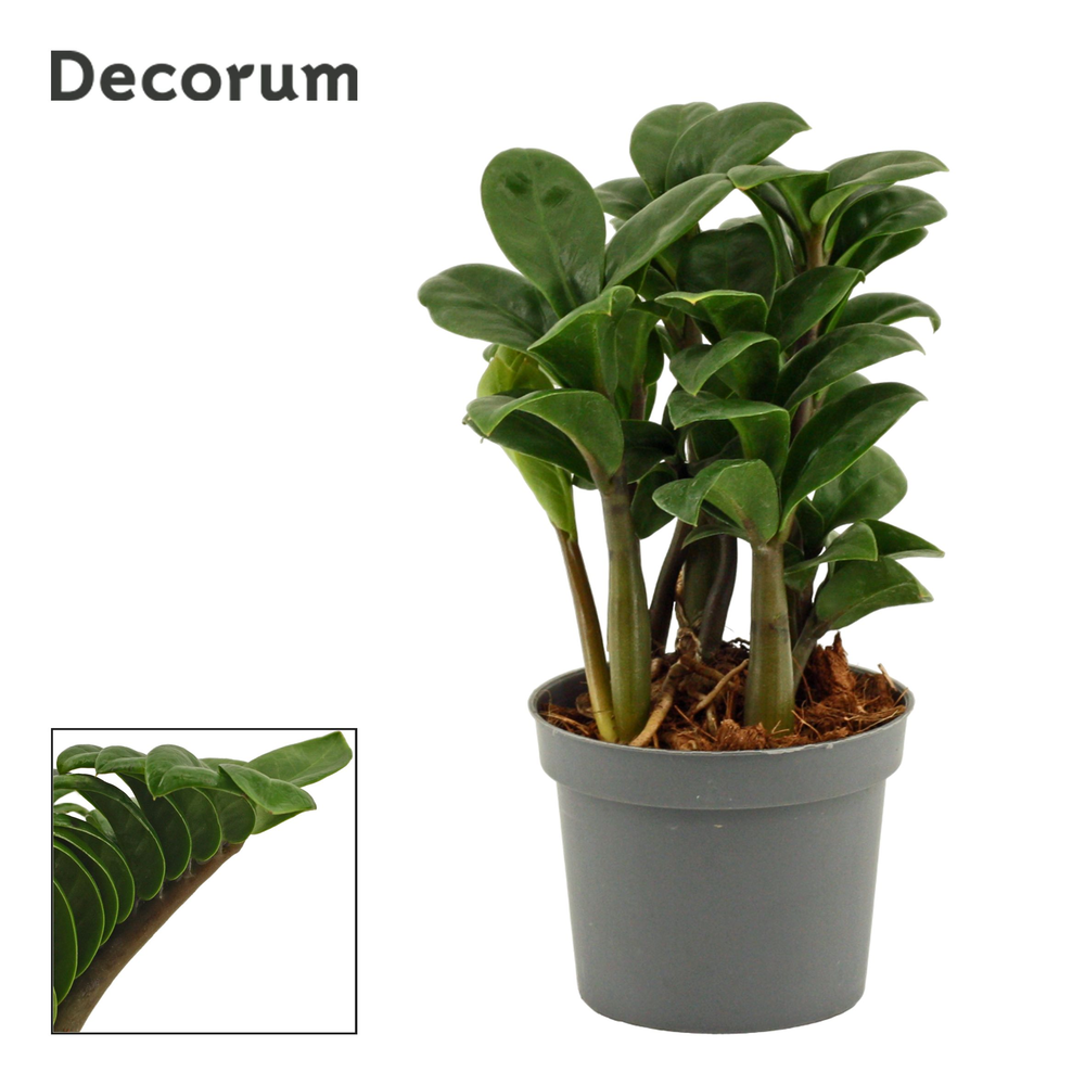 Zamioculcas Zenzi 9 cm, 4+ veren (Decorum).