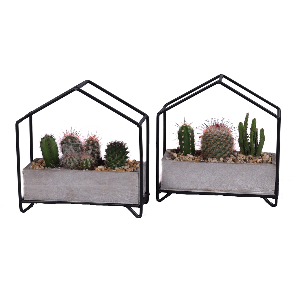 Cactus mix in metalen huisplanter.