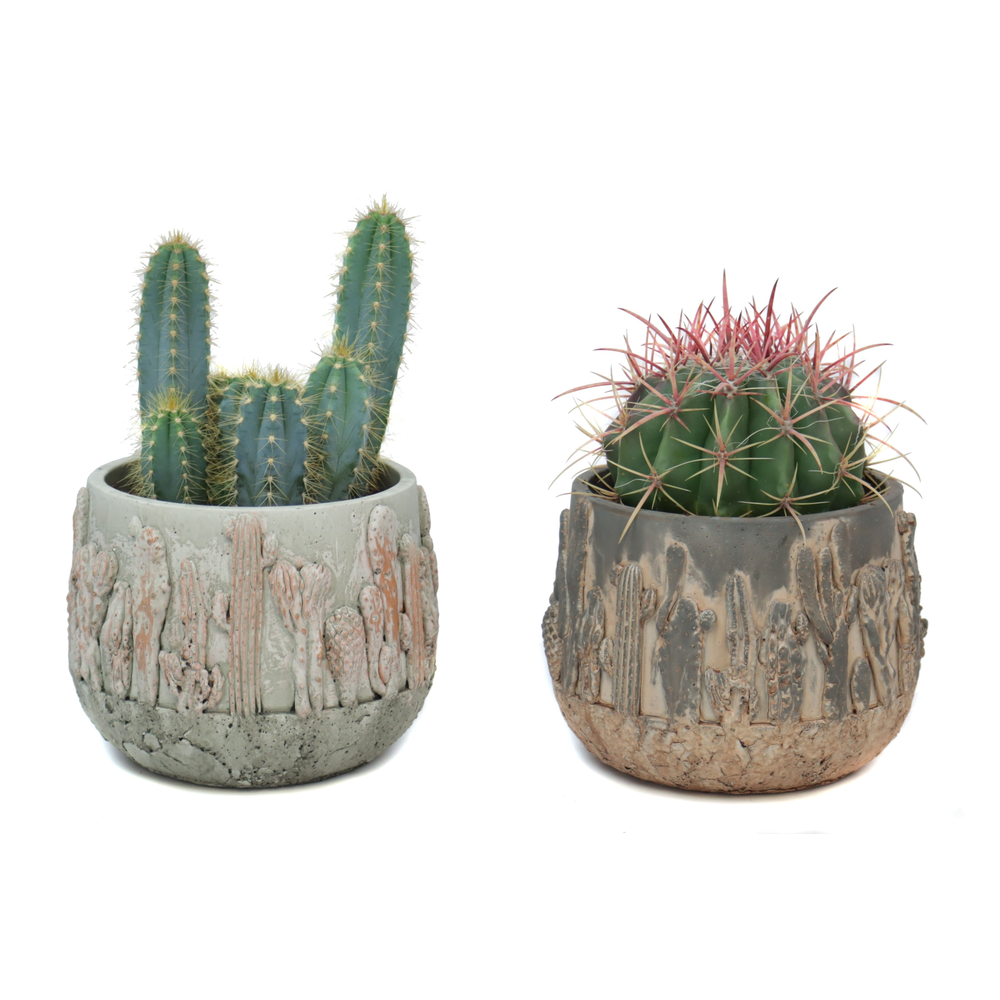 Cactus 12 cm in tacana pot.