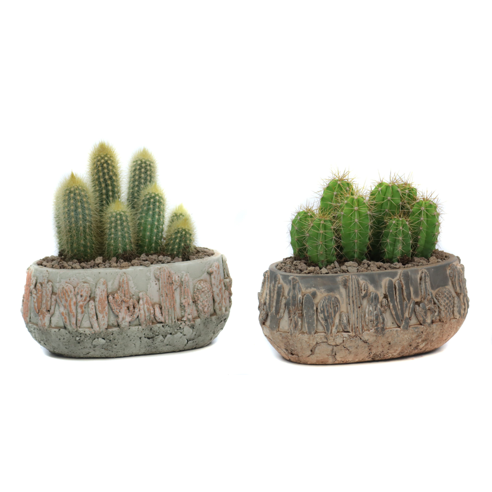 Cactus 8,5 cm in tacana ovale pot met lava stee.