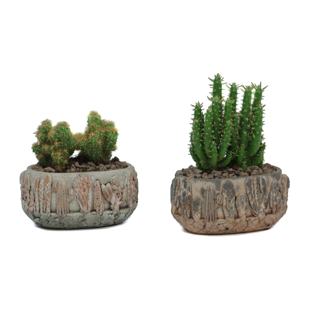 Cactus 5,5 cm in tacana ovale pot met lava stee.