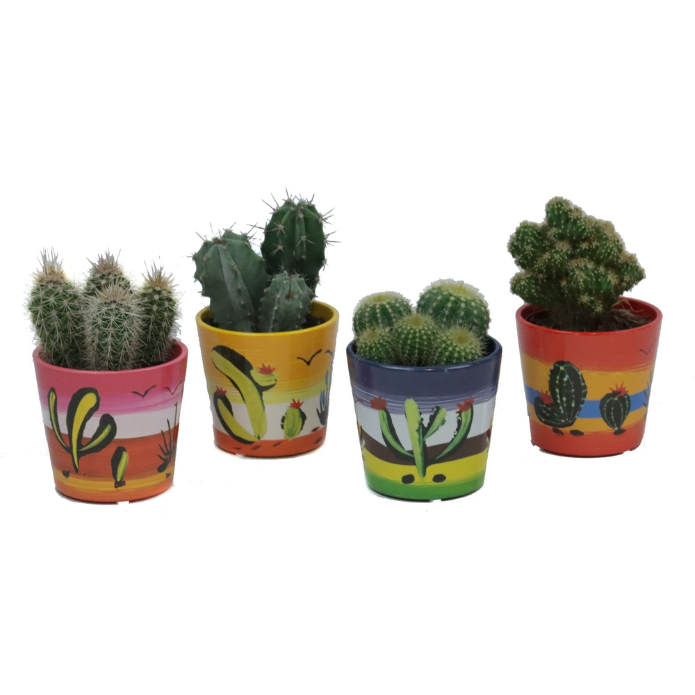 Cactus mix 8,5 cm in mexico sierpot.