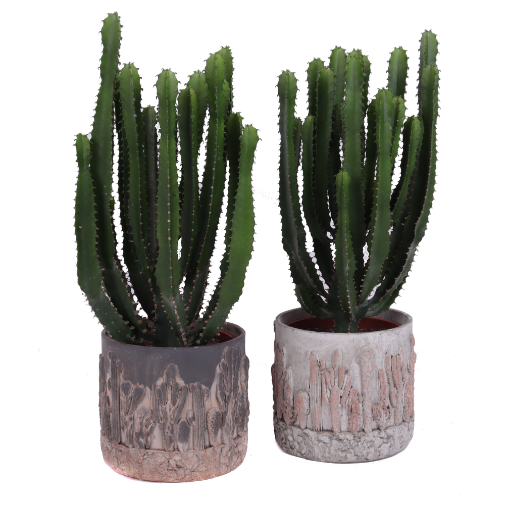 Euphorbia triangularis 17 cm in tacana pot.