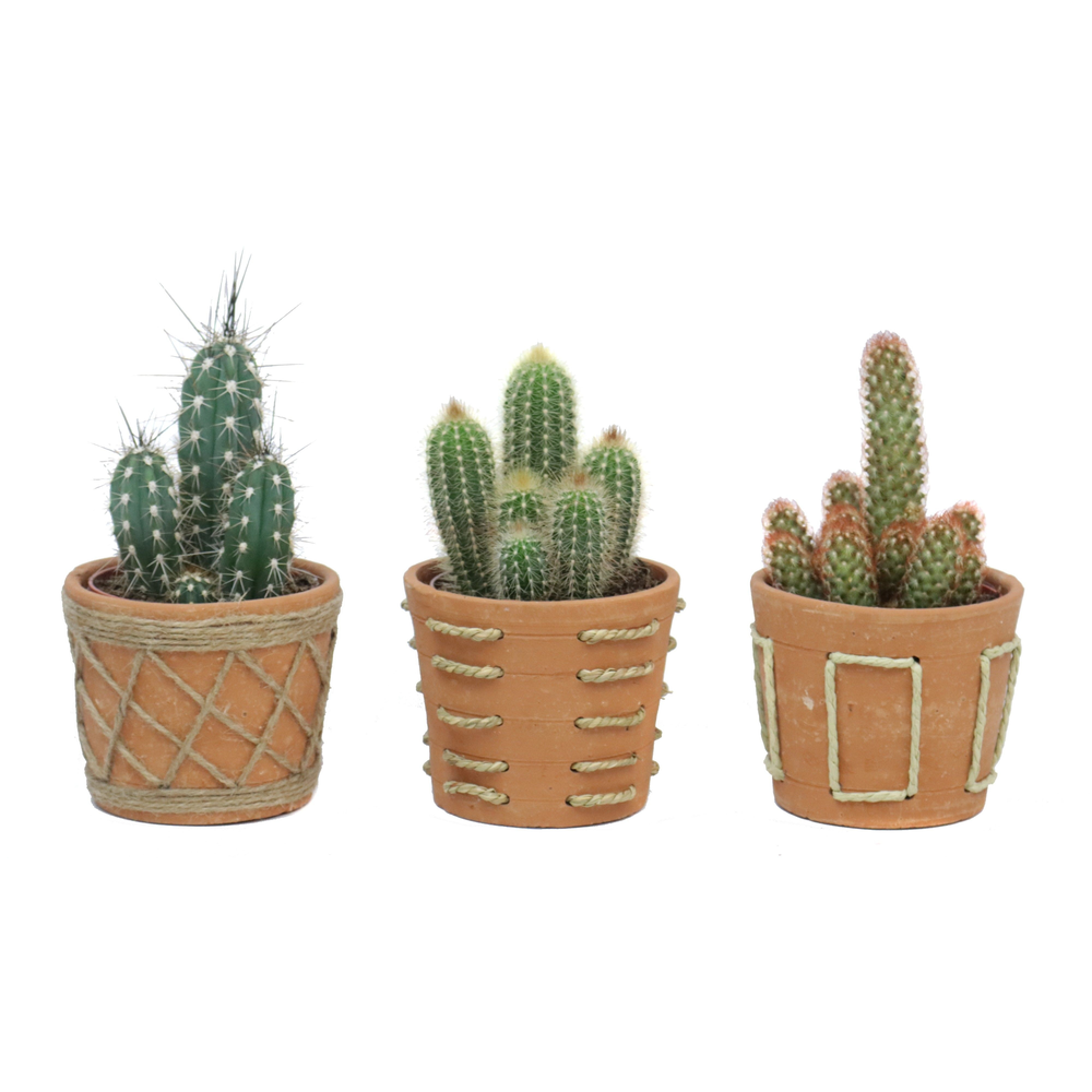 Cactus 12 cm in anaga pot.