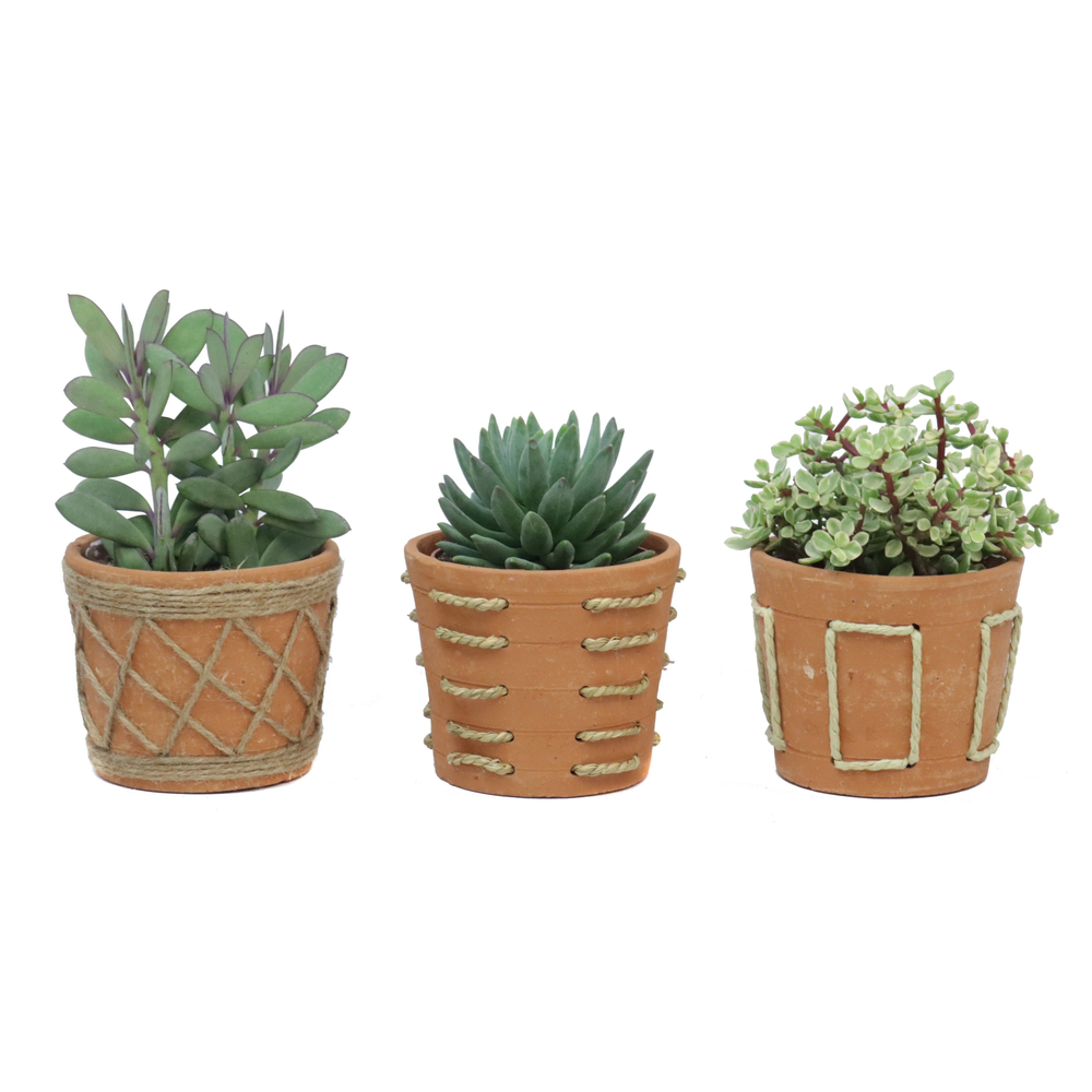 Succulent 12 cm in anaga pot.