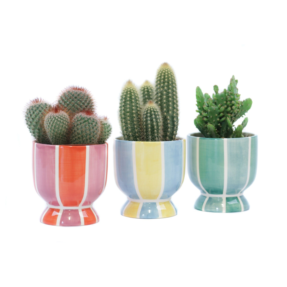 Cactus mix 10,5 cm in salvador sierpot.