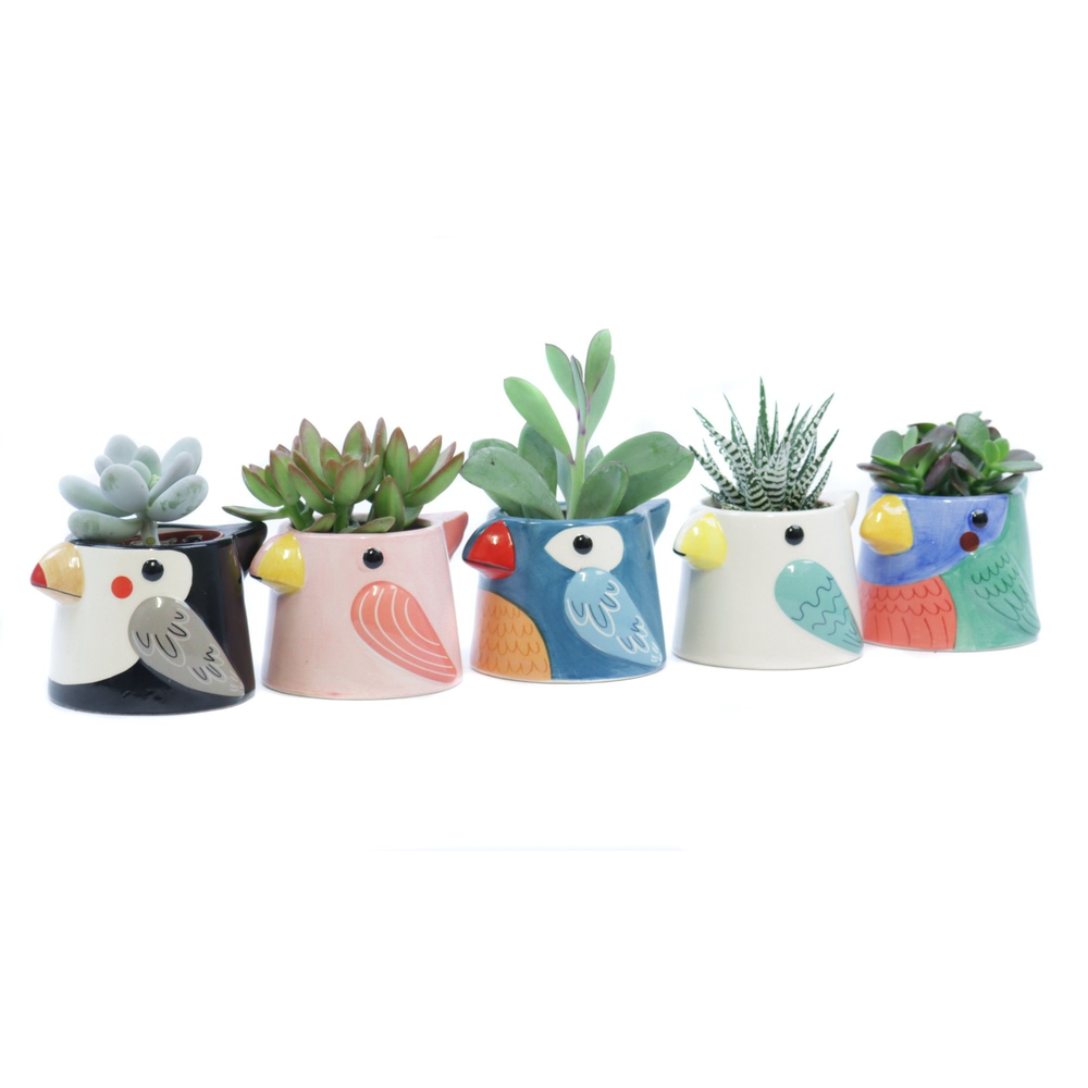 Succulent 5,5 cm in tanager bird planter.