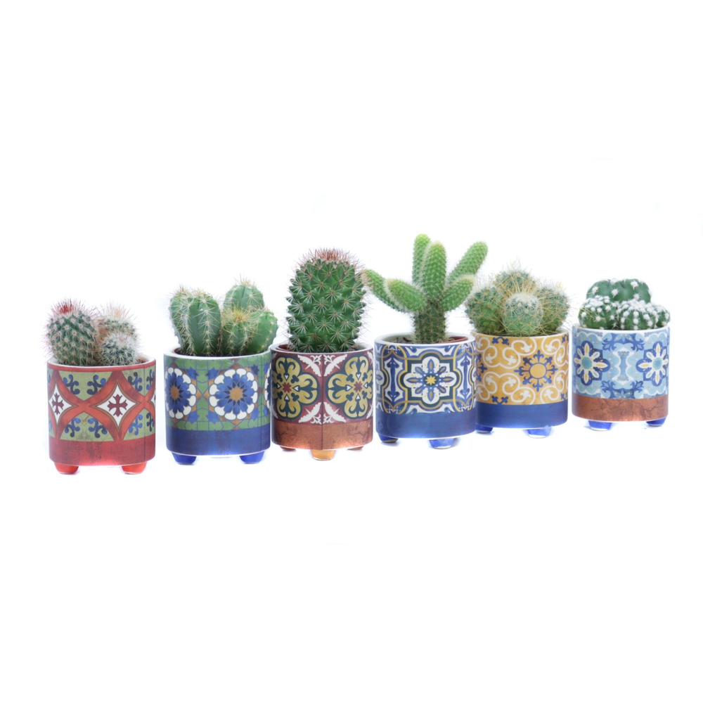 Cactus 5,5 cm in agadir sierpot.