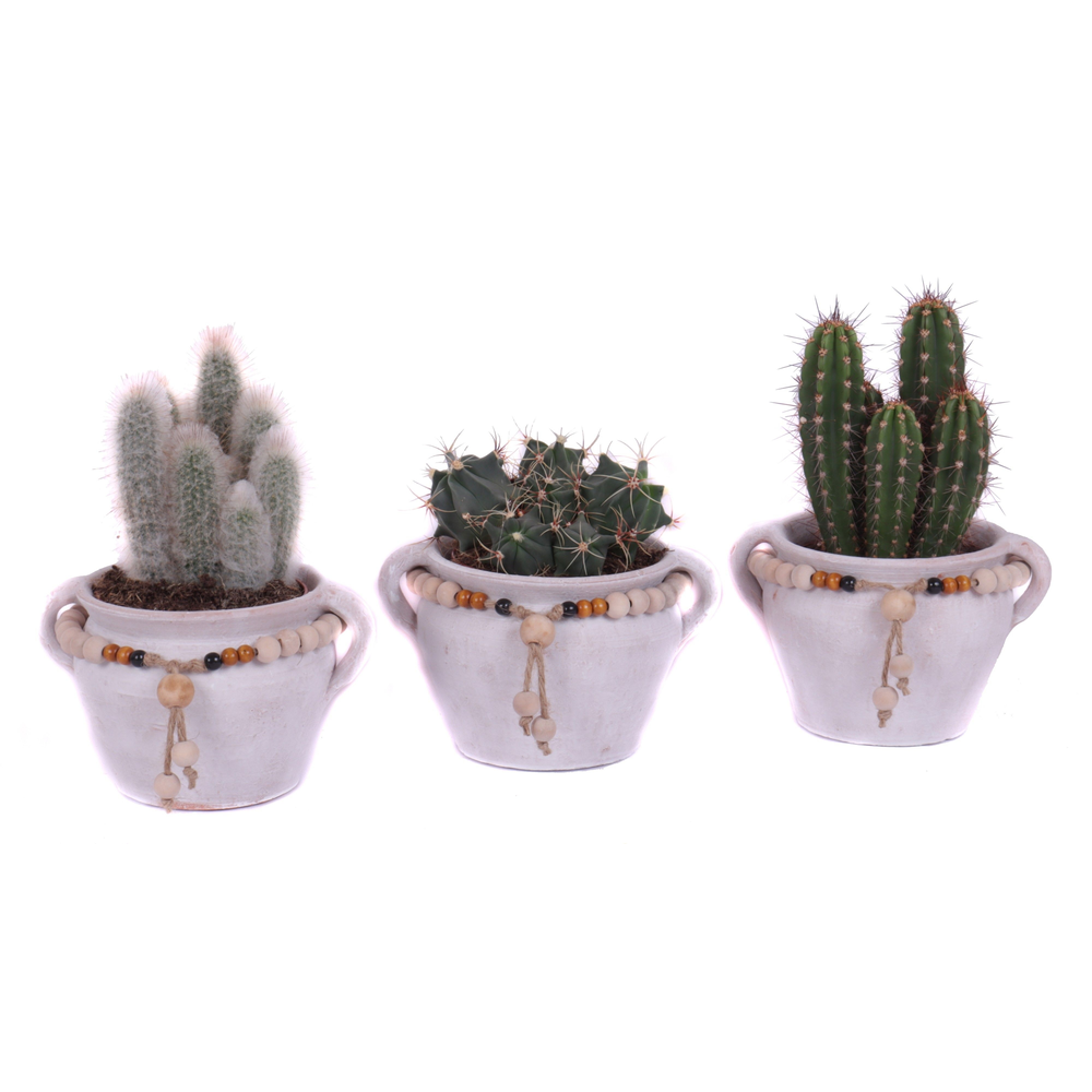 Cactus mix 12 cm in teno kruik.
