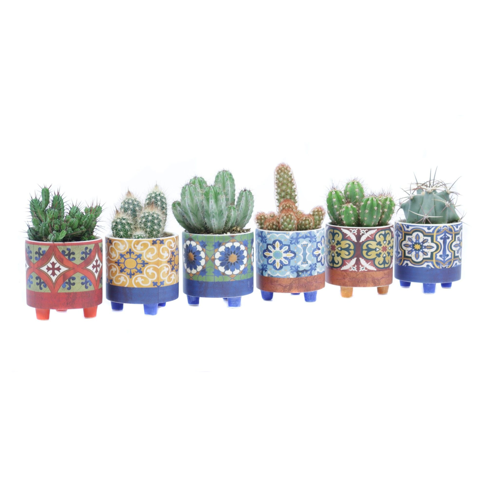 Cactus 8,5 cm in agadir sierpot.