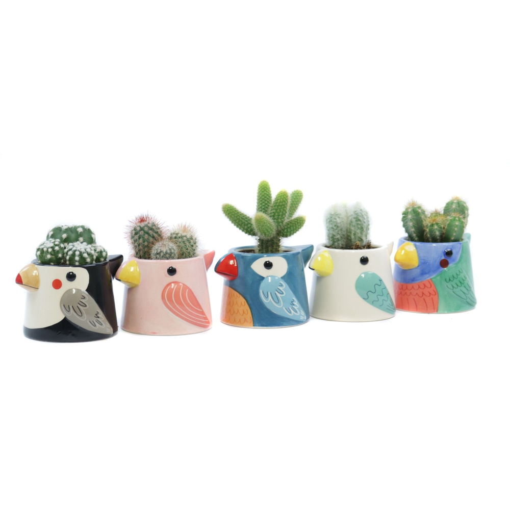 Cactus 5,5 cm in tanager bird planter.